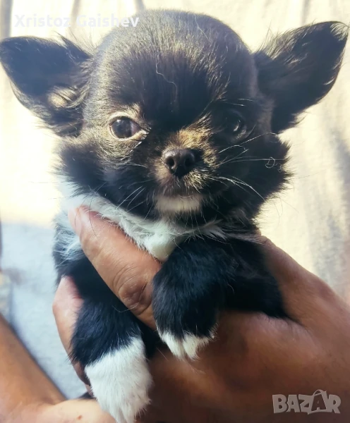 Продавам мъжко чихуахуа , снимка 1