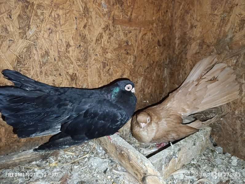 Чифт варненски гълъби , снимка 1