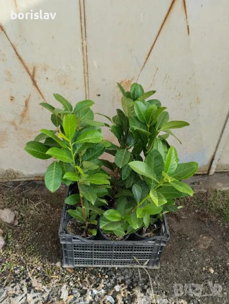 Лавровишна, снимка 1