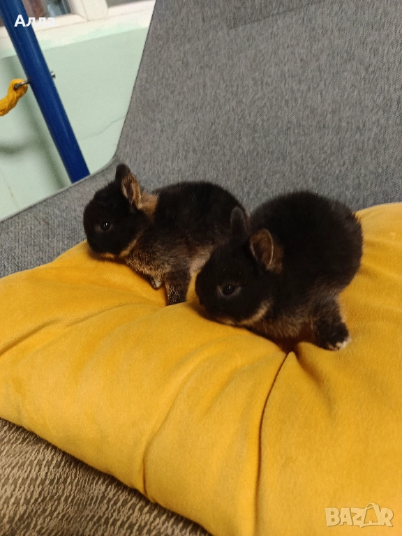 Декоративно зайче Холандско джудже, снимка 1