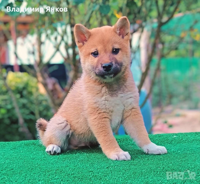 Куче, снимка 1