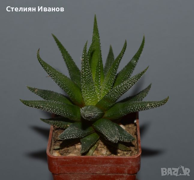 Хавортия, хавортиопсис (Haworthiopsis (syn.: Haworthia) fasciata ‘Concolor’), снимка 1