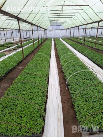 ТОП РАЗСАД на ТОП ЦЕНА от ПРОИЗВОДИТЕЛ, снимка 9 - Разсади - 54137204