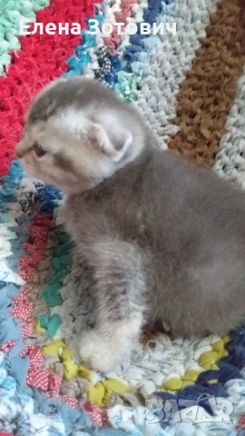 Шотландски котенца , снимка 15 - Други - 54288216