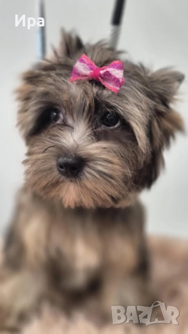 Момиче, снимка 2 - Йоркширски териер - 51748889