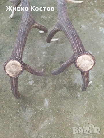 Продавам рога от елен ., снимка 4 - Други услуги - 53637621