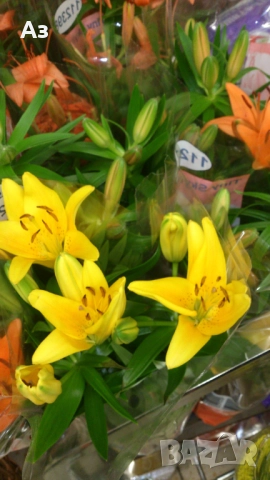 Продавам големи луковици на цветя лилиум за градината, снимка 12 - Сортови семена и луковици - 51555187