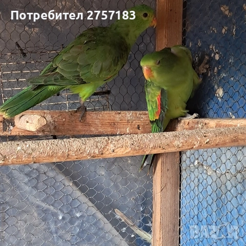 продавам червенокрили папагали 2025 чифт, снимка 2 - Папагали - 53776097
