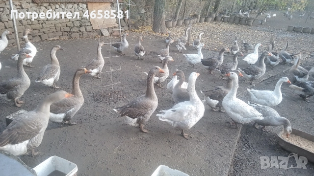Продавам гъски и гъсета