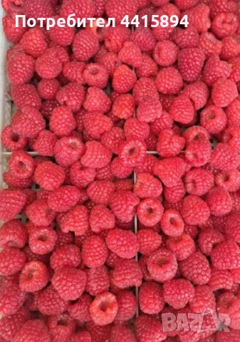 Разсад ягоди и малини, снимка 4 - Разсади - 53934005