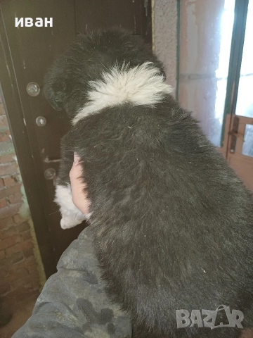 бок каракачанка, снимка 5 - Каракачанска овчарка - 52941882