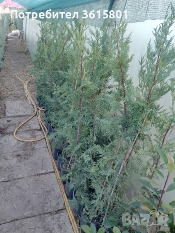 лавровишна 4лв,  лейланди 5лв, снимка 8 - Други стоки за дома - 51589874