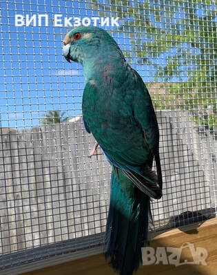 ПРОДАВА ПАПАГАЛИ , снимка 9 - Папагали - 16063451