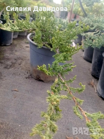 Юниперус , снимка 3 - Градински цветя и растения - 51864443