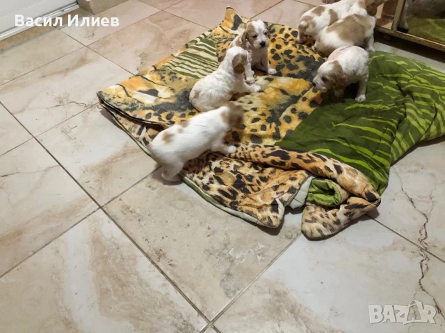 Бретон Шпаньол кучета, снимка 1