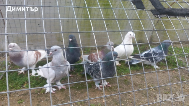 Продавам гълъби Мардини-Турски , снимка 9 - Гълъби - 47886897