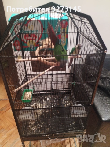 Птици, снимка 2 - Папагали - 54191099