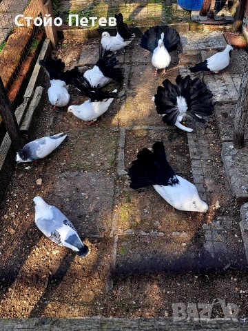 Продавам фенерлии бели с черни опашки