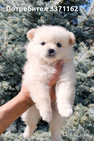 Померанче момиче, снимка 4 - Померан - 54157017