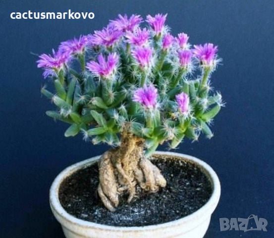 Trichodiadema densum, снимка 5 - Стайни растения - 45077766