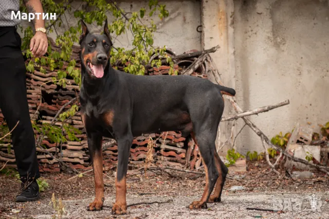 Доберман / Doberman , снимка 5 - Доберман - 47842876