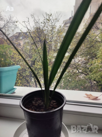 Продавам Финикови палми – 7 броя, малки, снимка 5 - Стайни растения - 52567231