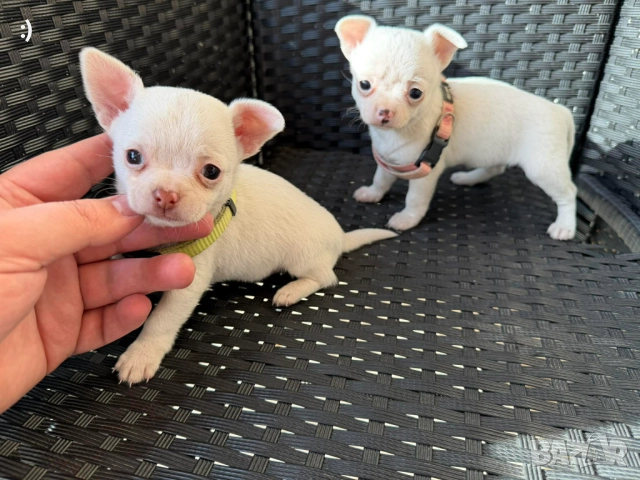 Чихуахуа Актуално от 4.1.2026