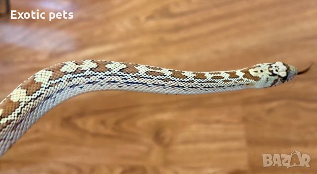 Бул снейк, Bull snake, , снимка 3 - Змии - 46379359