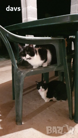 Дом за млади котета - остават сами на произвола на съдбата, снимка 10 - Други - 53050188