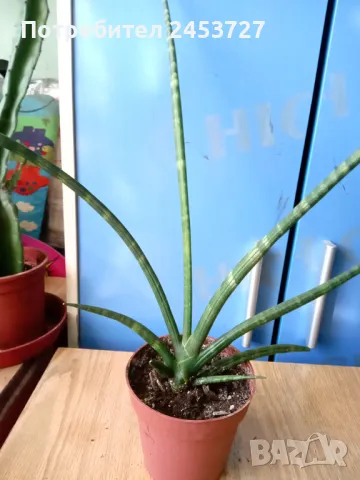 Sansevieria Cylindrica - 5 лв, снимка 1 - Стайни растения - 47854182