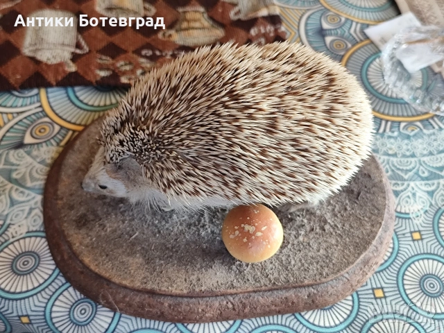 препариран таралеж , снимка 4 - Други - 53474644