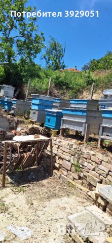 Продавам пчелни семейства, снимка 1 - За селскостопански - 46088072