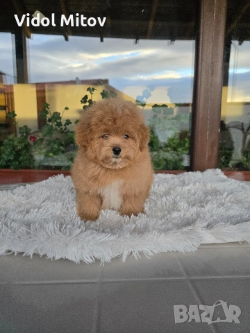 Помапу Померан Пудел , снимка 2 - Померан - 53275779