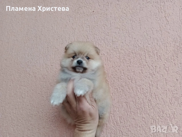 Мъжки Померан. Реални снимки от 29.03.26 г., снимка 4 - Померан - 54021460