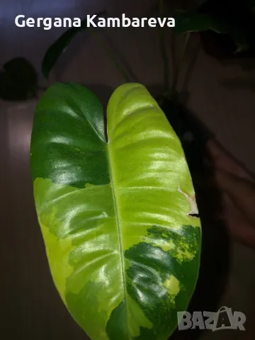 Philodendron Burle Marx Variegata , снимка 2 - Стайни растения - 47242083