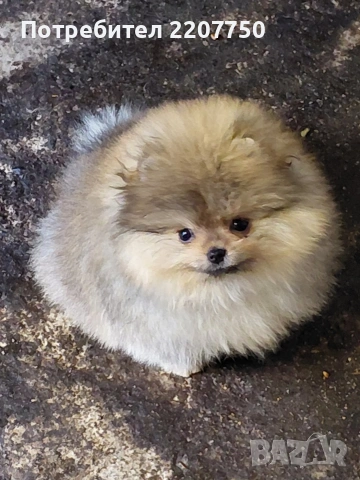 продавам померан , снимка 2 - Померан - 53388823