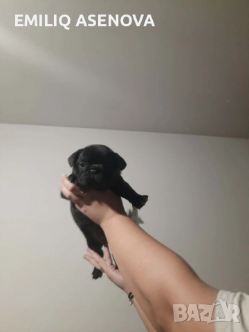 Френски Булфог, снимка 12 - Френски булдог - 54175204