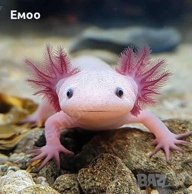 малки Аксолотъли - Воден саламандър, снимка 3 - Рибки - 54034333