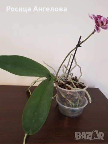 Орхидея , снимка 3 - Стайни растения - 53334878