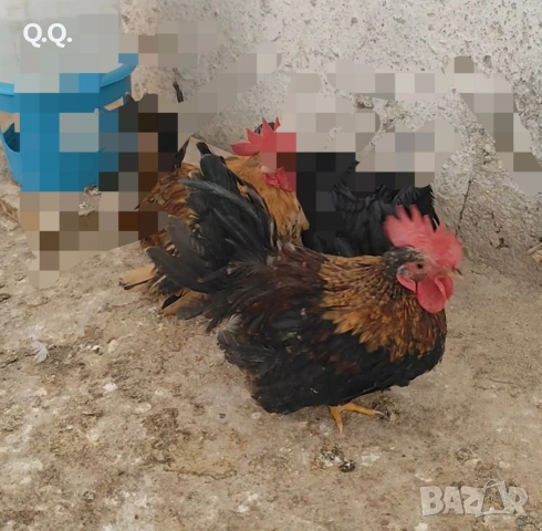 Шабо, снимка 2 - други­ - 53924213