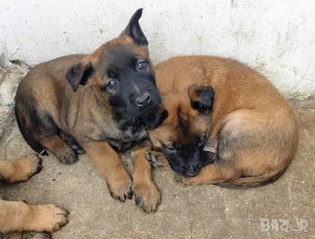 Чистокръвни Белгийски овчарки-Малиноа , снимка 6 - Белгийска овчарка - 51255968