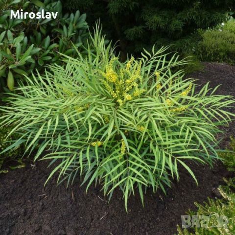 Махония (Mahonia soft caress), снимка 1 - Градински цветя и растения - 45210311