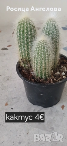 Хоя, зефирантес, драцена, детелина, кливия, кактус, снимка 12 - Стайни растения - 53239789