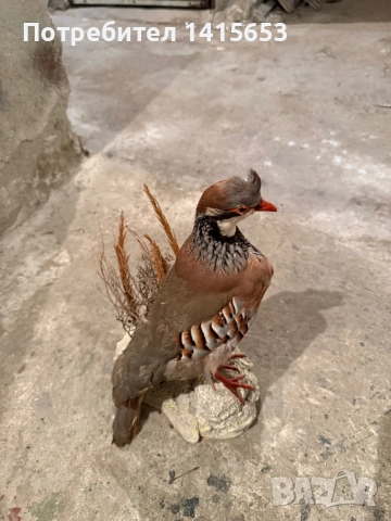 Продавам препариран кеклик, снимка 5 - Антикварни и старинни предмети - 52931106