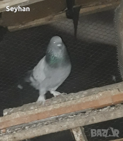 Гълъб мъжки мардини