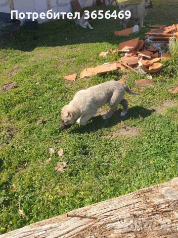 Породисти КАНГАЛИ., снимка 18 - Кангал - 53622874