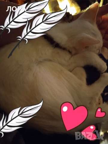 търся чисто бяло коте ,котка