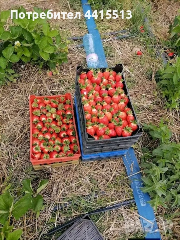 Разсад Ягоди, снимка 6 - Разсади - 54052186