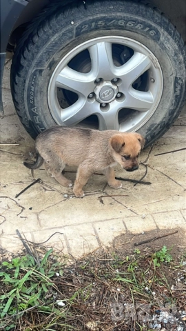 Кученца Алабай Х Малиноа Кръстоска с Доставка, снимка 10 - Други - 52220666
