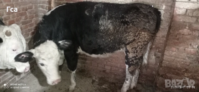 Месодайни телета 